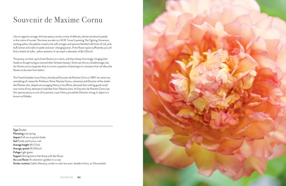 Peonies: Beautiful Varieties for Home & Garden